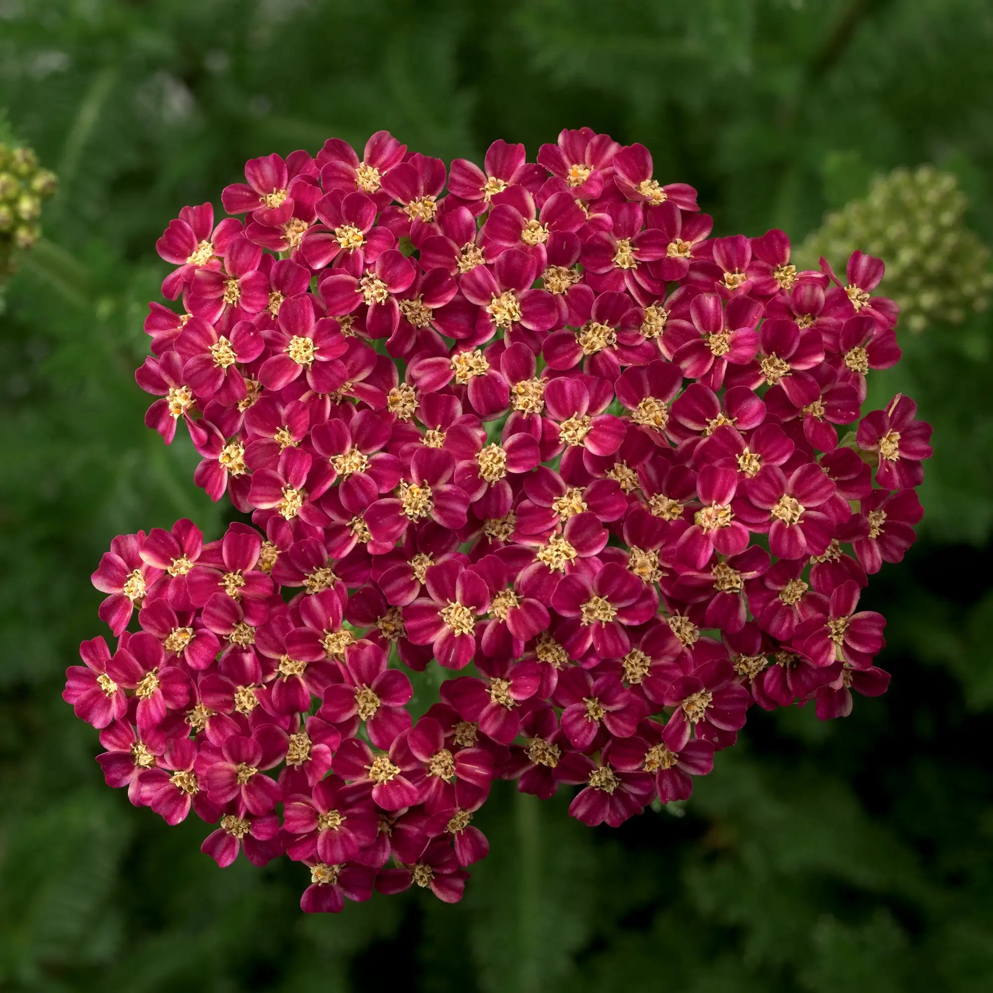 Yarrow Desert Eve™ 'Deep Rose'