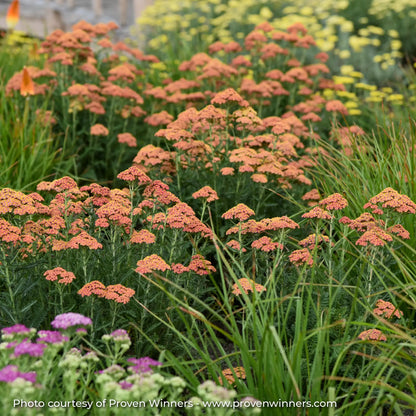 Light Peach Yarrow in a garden