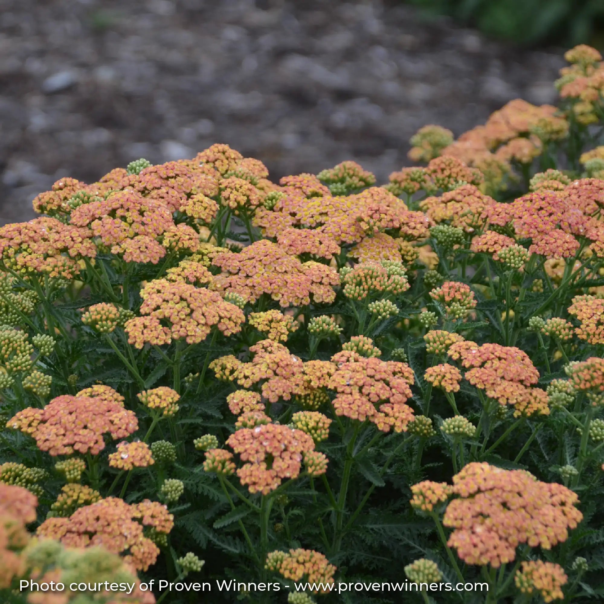 Light Peach Yarrow in a garden