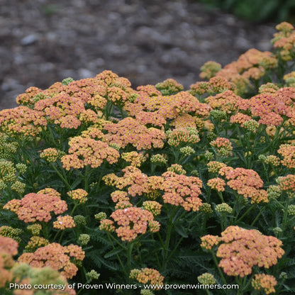 Light Peach Yarrow in a garden