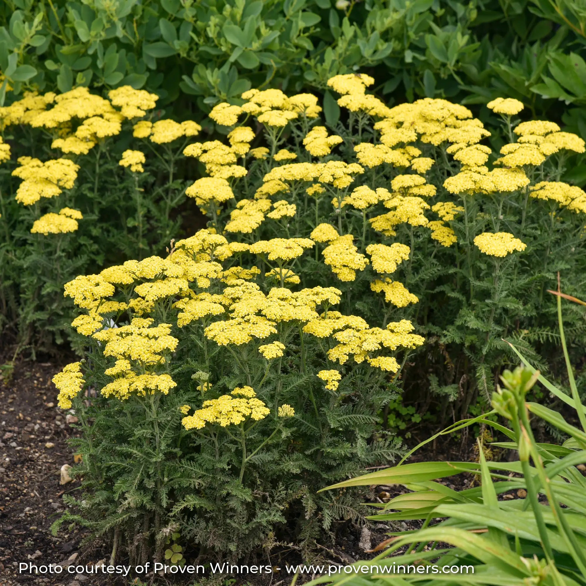 Bright Yellow Yarrow in a garden