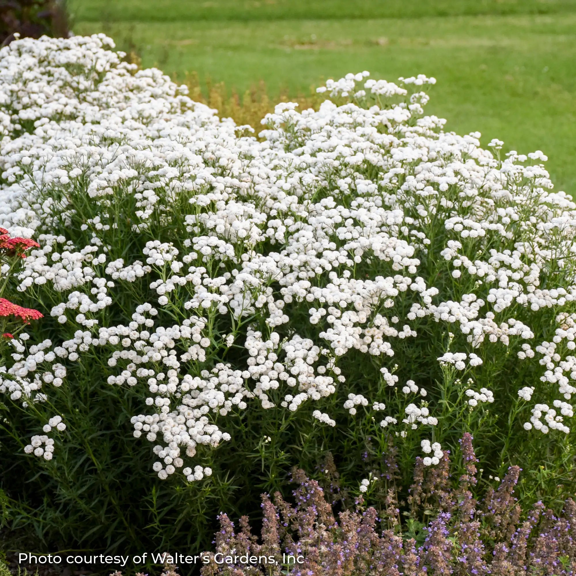 Yarrow 'Peter Cottontail'