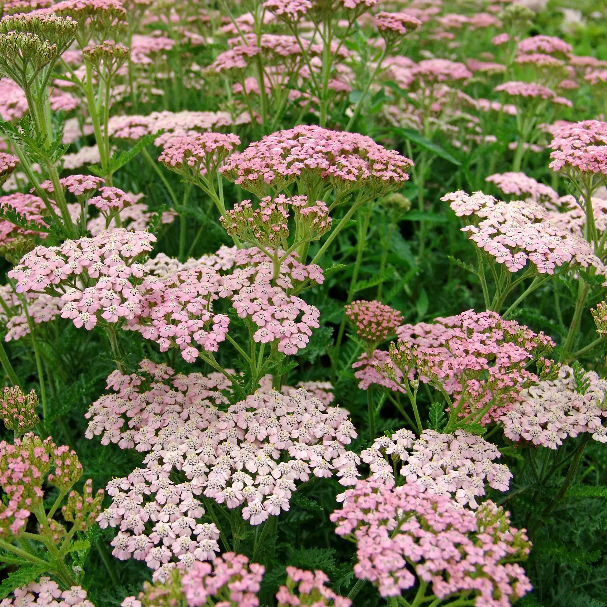 Yarrow Rainbow® 'Ending Blue'