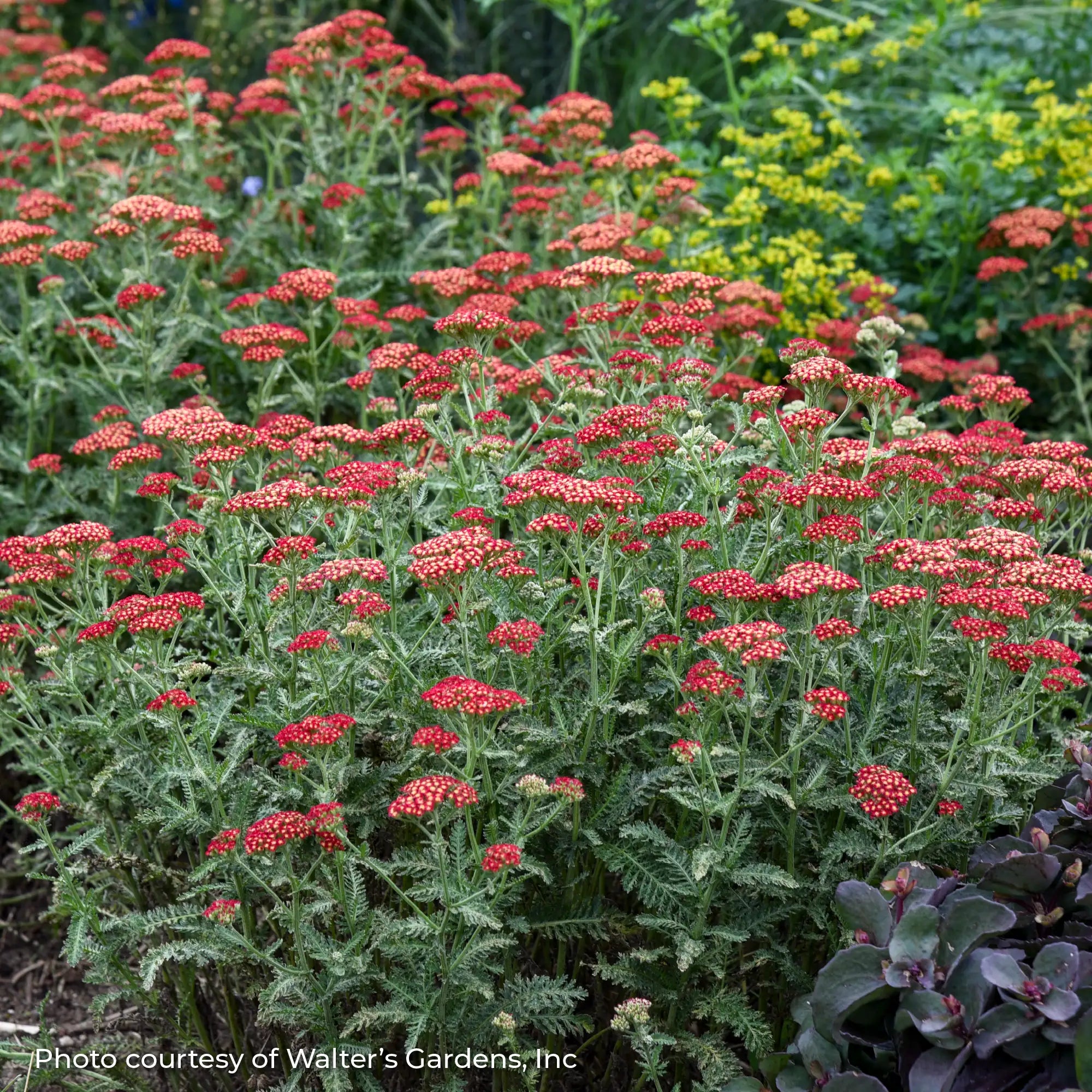 Yarrow 'Sassy Summer Sangria'