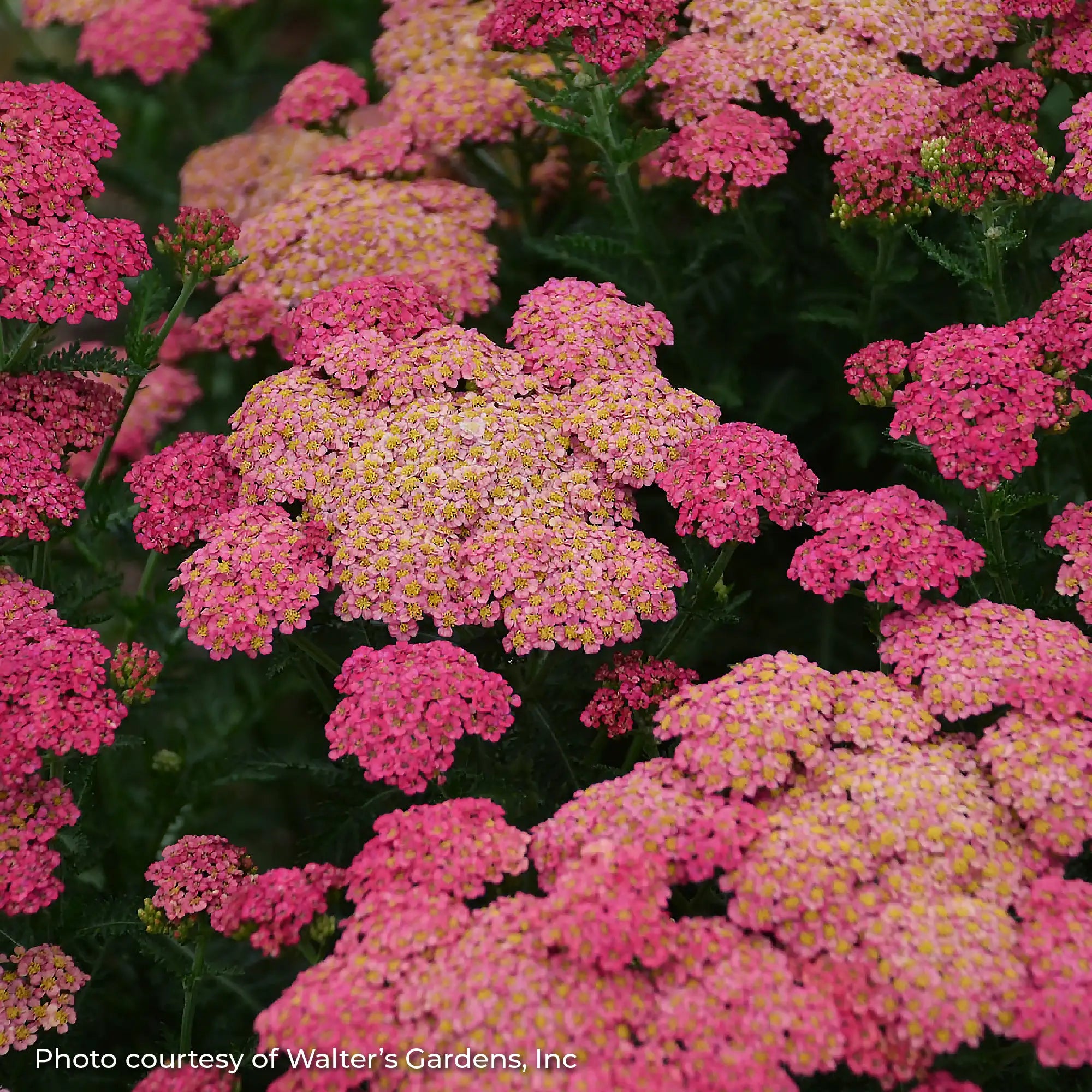 Yarrow 'Sassy Summer Taffy'