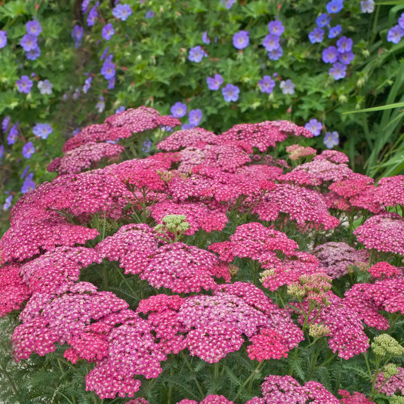 Yarrow 'Saucy Seduction'
