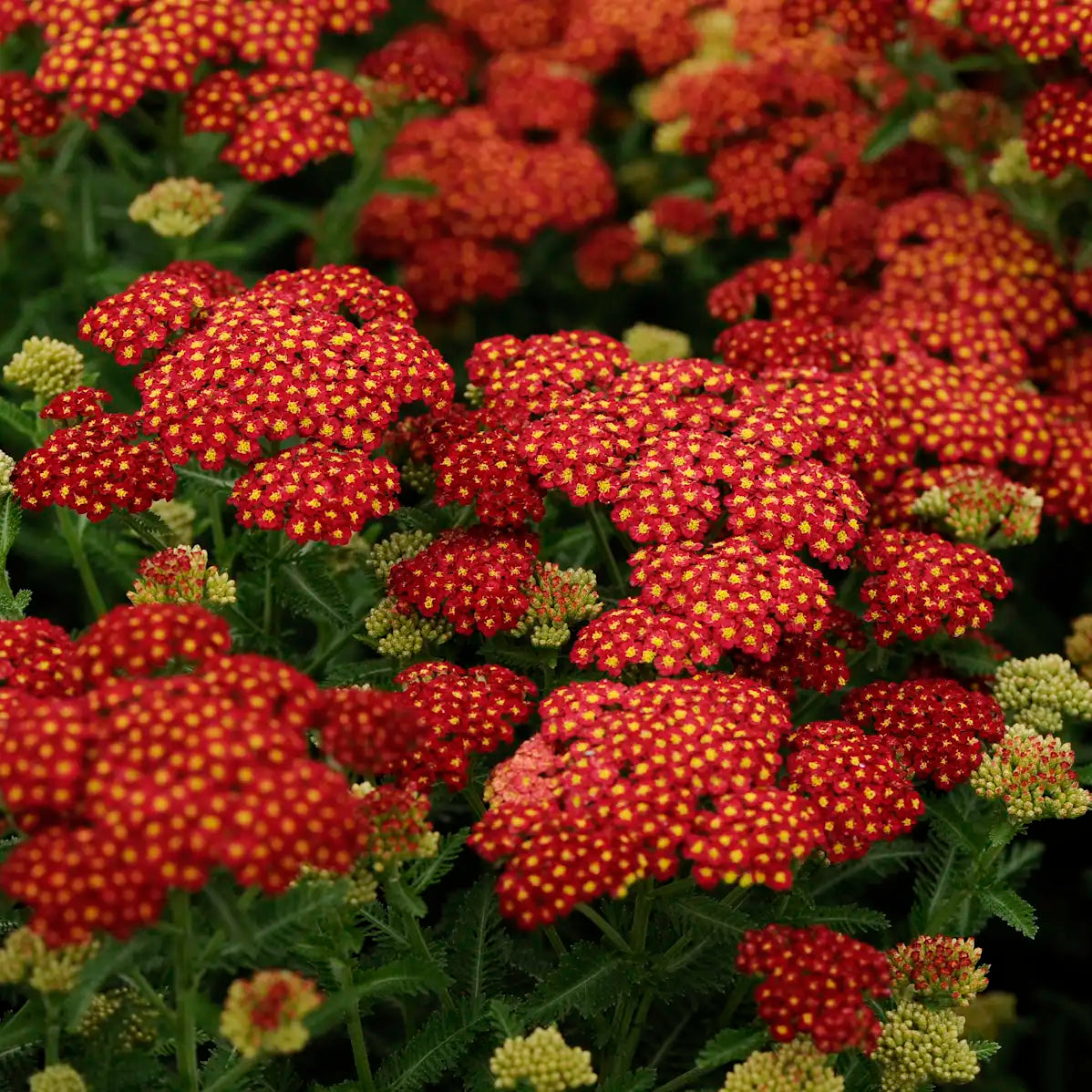 Yarrow 'Strawberry Seduction'