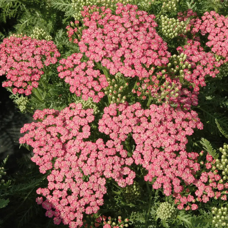 Yarrow Tutti Frutti™ 'Pink Grapefruit'