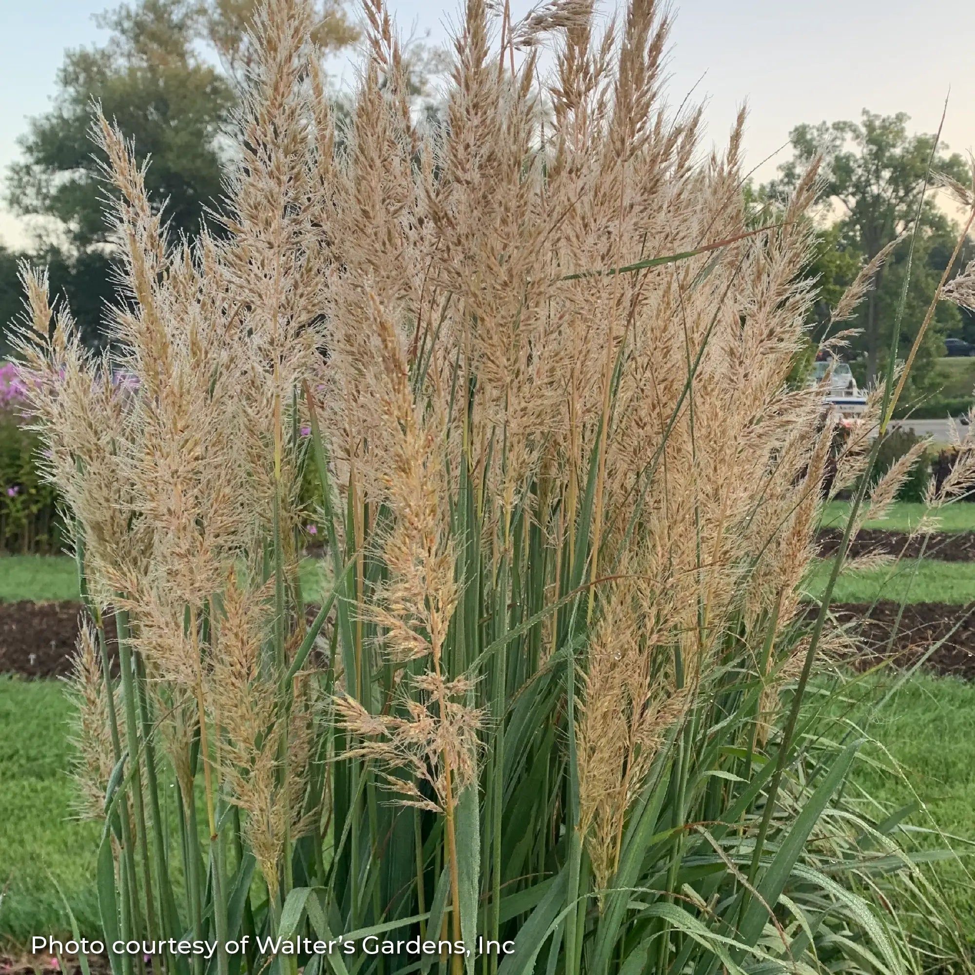Yellow Prairie Grass 'Golden Sunset®'