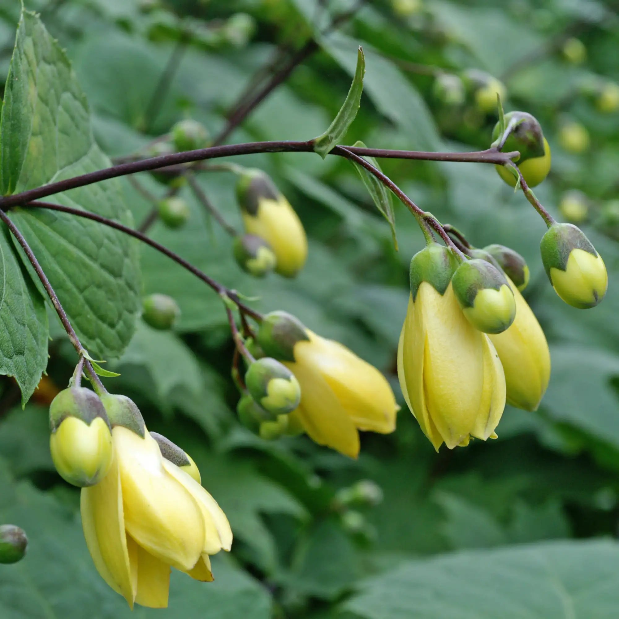 Yellow Wax Bells