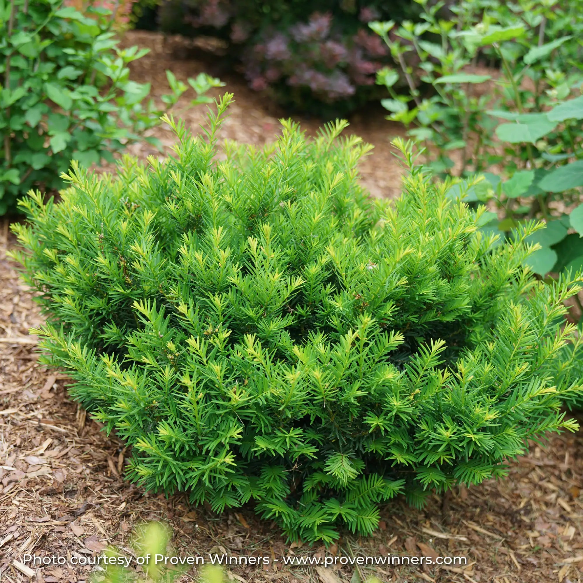 Yew 'Stonehenge Dark Druid®'