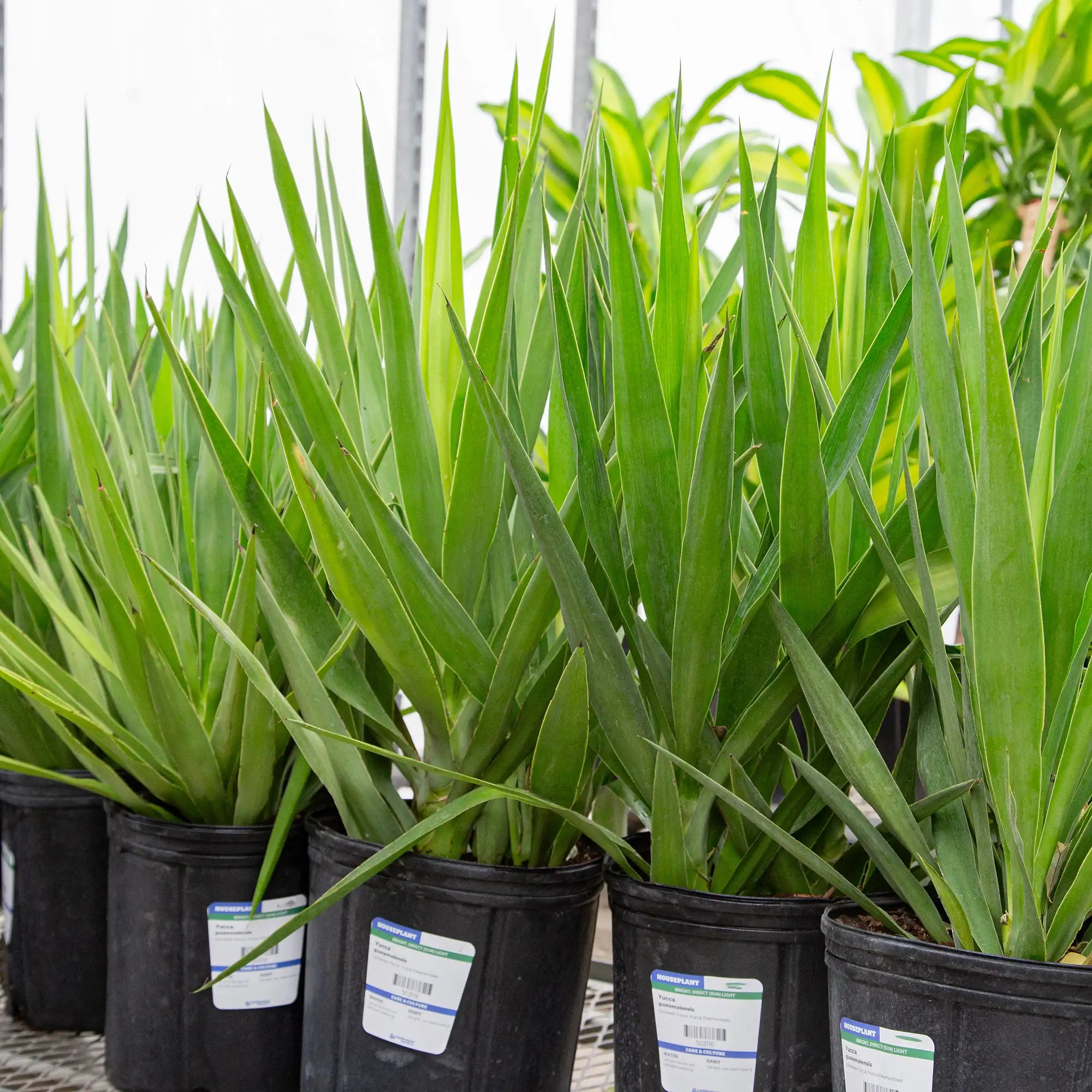 Yucca Cane