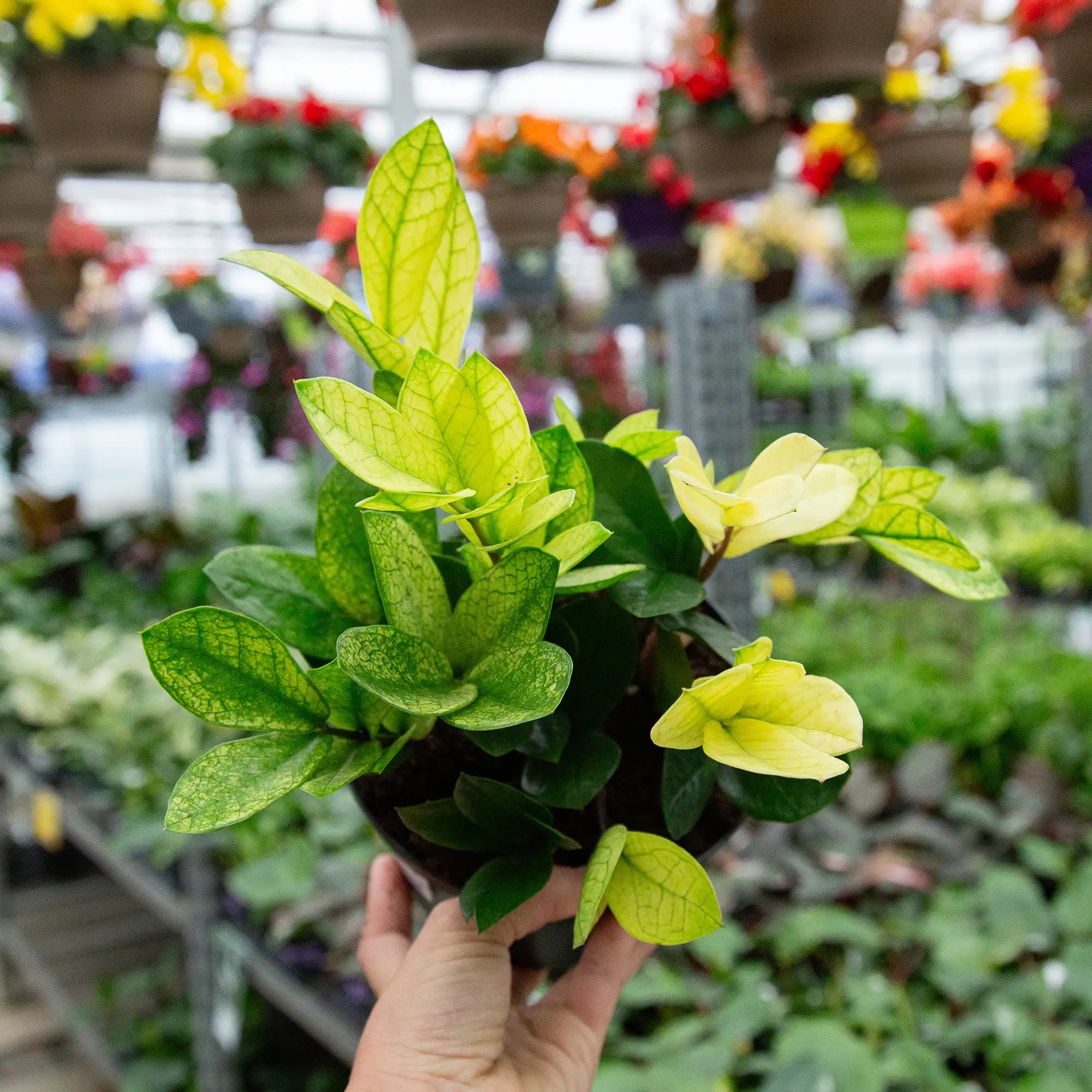 ZZ Plant 'Chameleon'