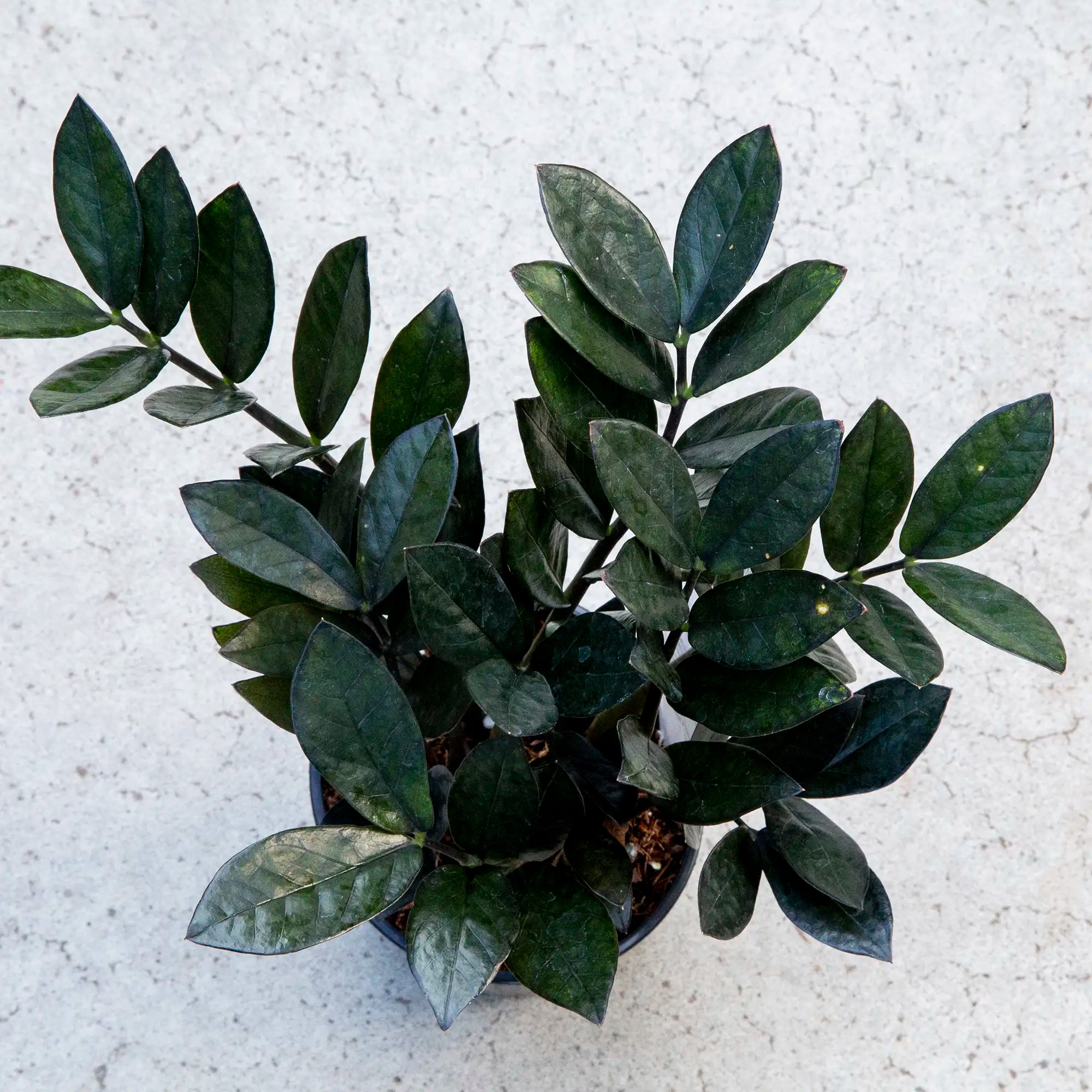 ZZ Plant 'Black'