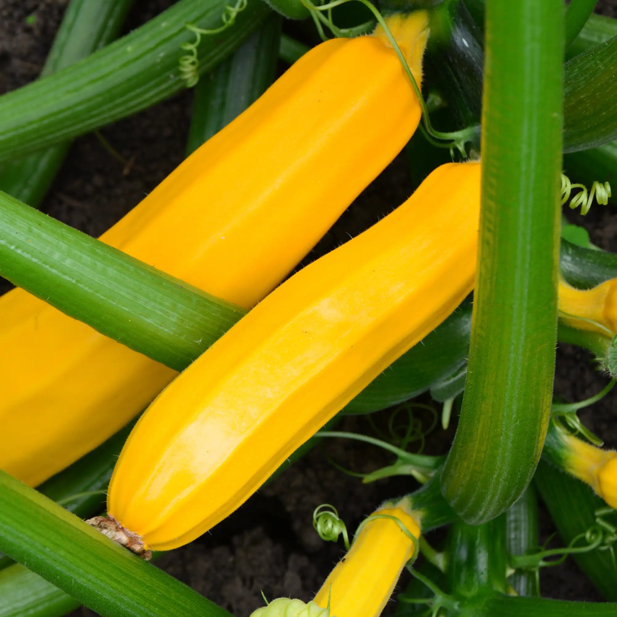 Zucchini Yellow