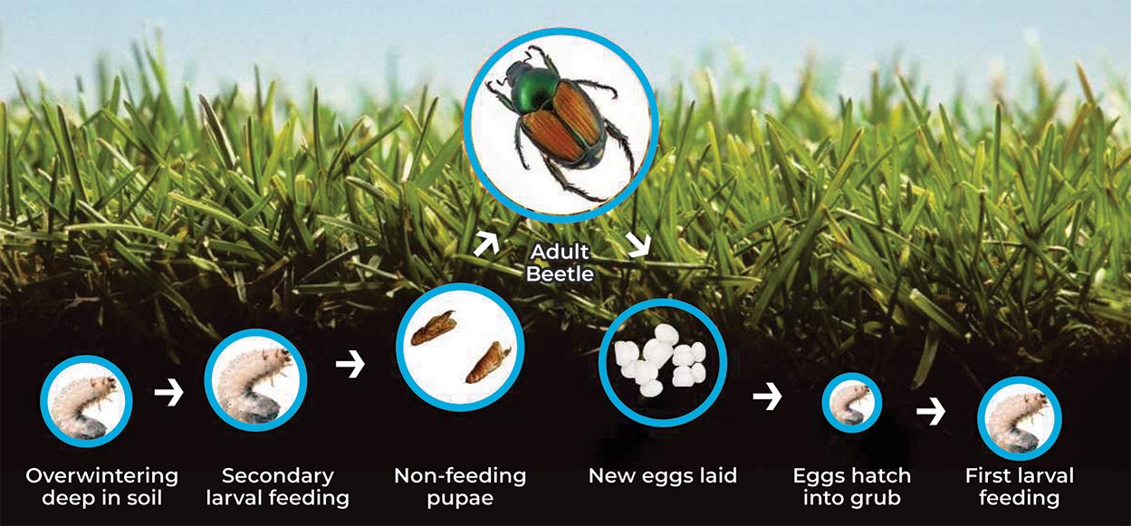 grub-lifecycle