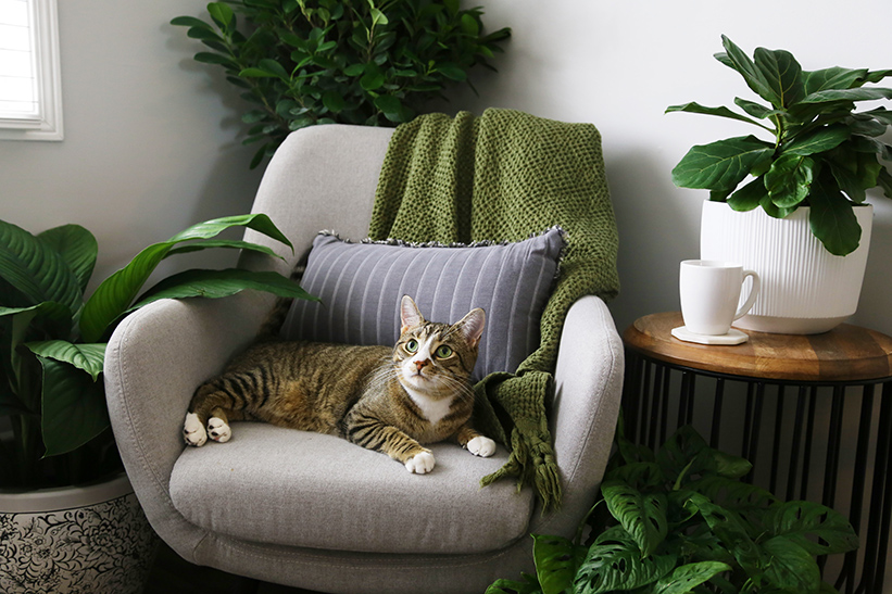 houseplant-kitty