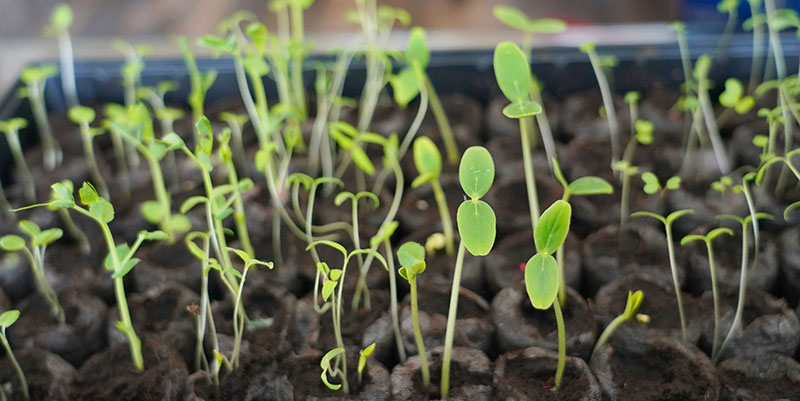seeds2