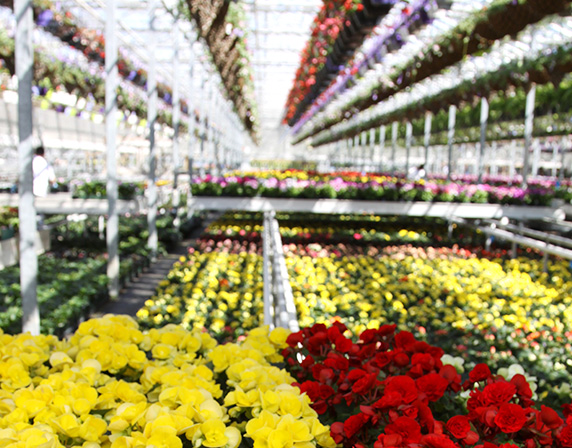 events_greenhousespring