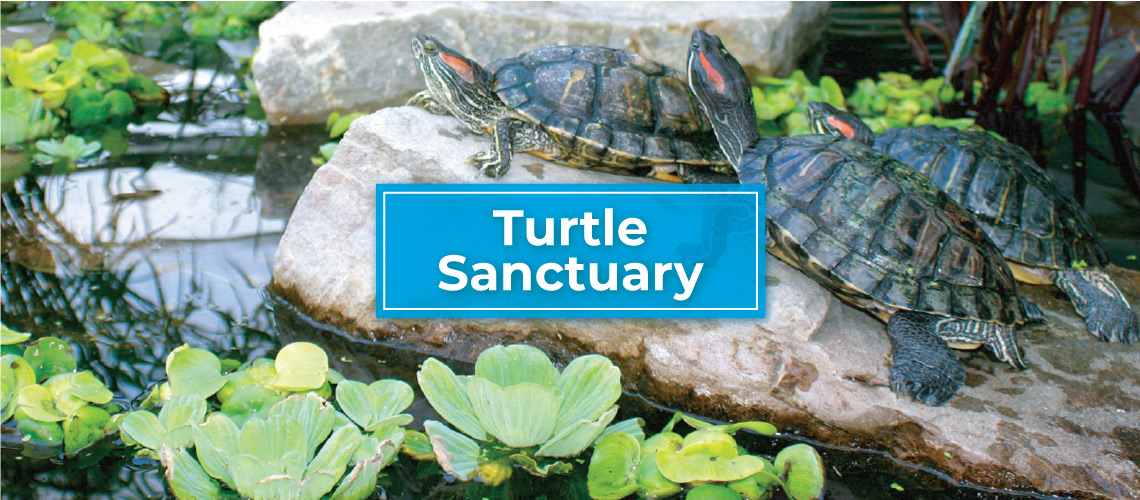 visit turtle sanctuary
