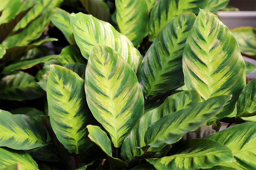 calathea
