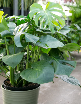 monstera2