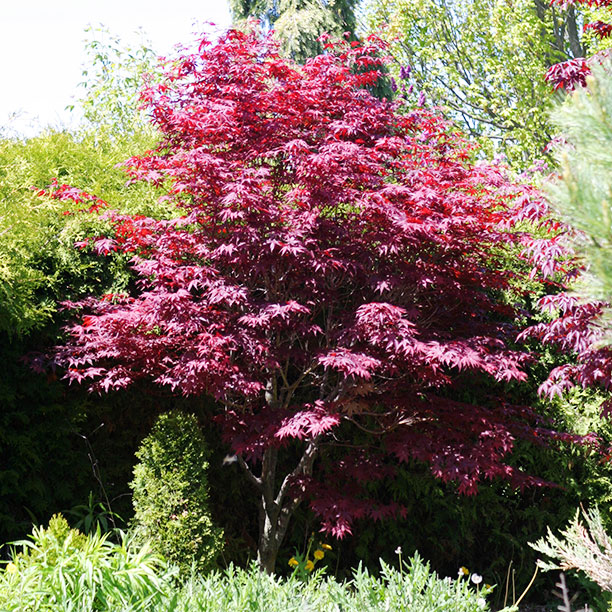 japanese-maple