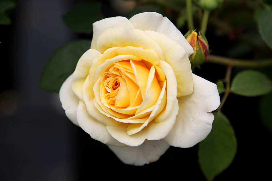 rose-teasing-georgia