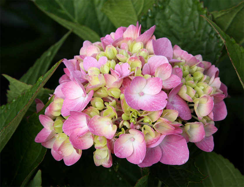 hydrangeas-mophead