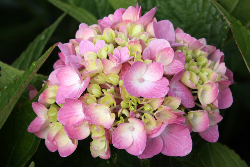 hydrangeas-mophead1