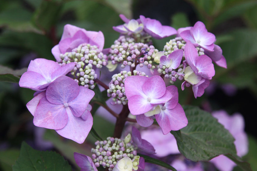 hydrangeas-mophead2