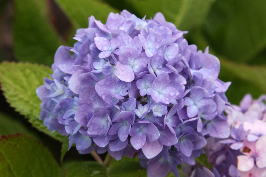hydrangeas-mophead3