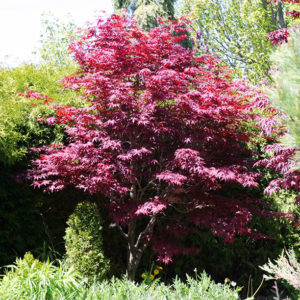 japanese-maple