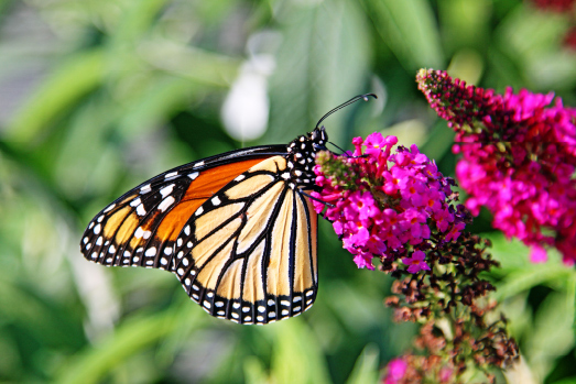 pollinator1
