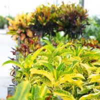 button-croton