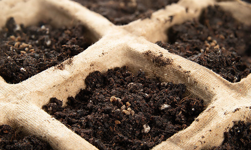 seeds1
