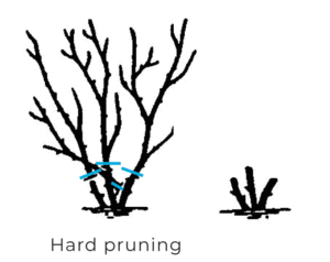 pruning-hard