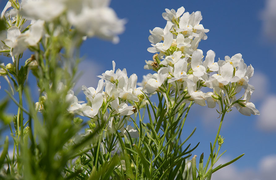 bg_plant_library1b