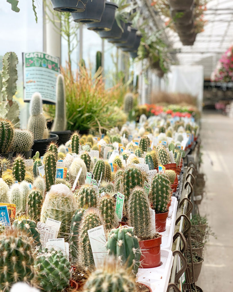 cacti1