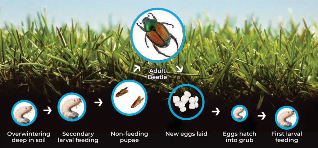 grub-lifecycle