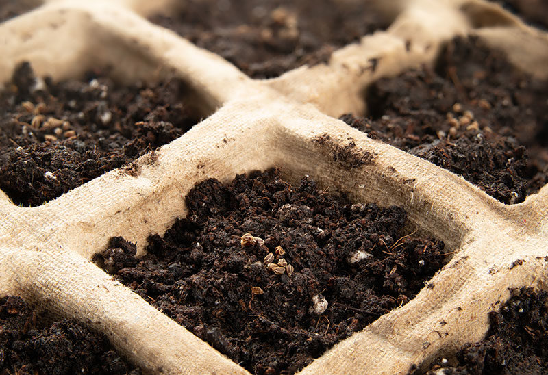 seeds1