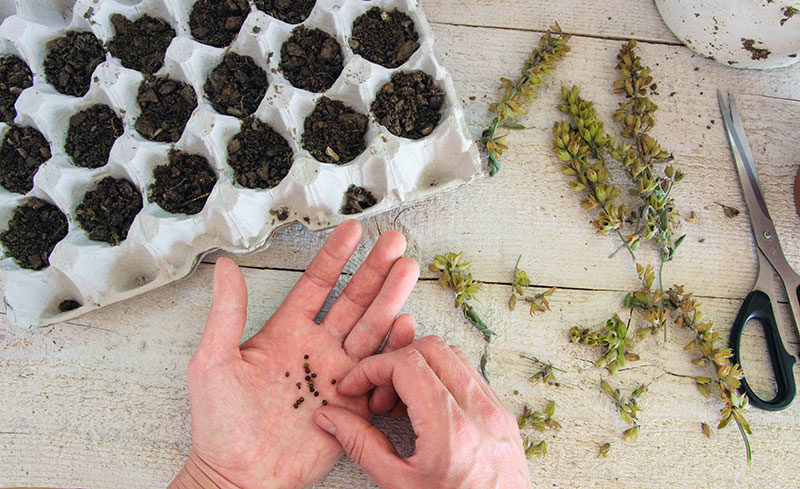 seeds5