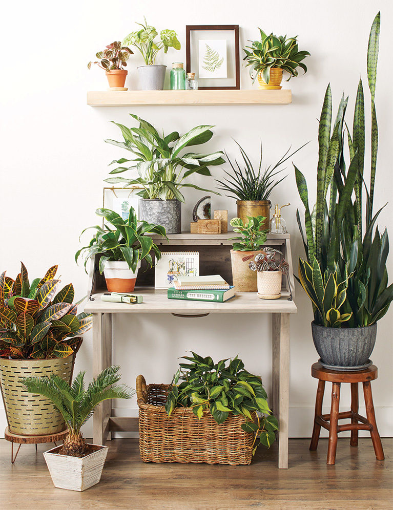 stock_houseplants