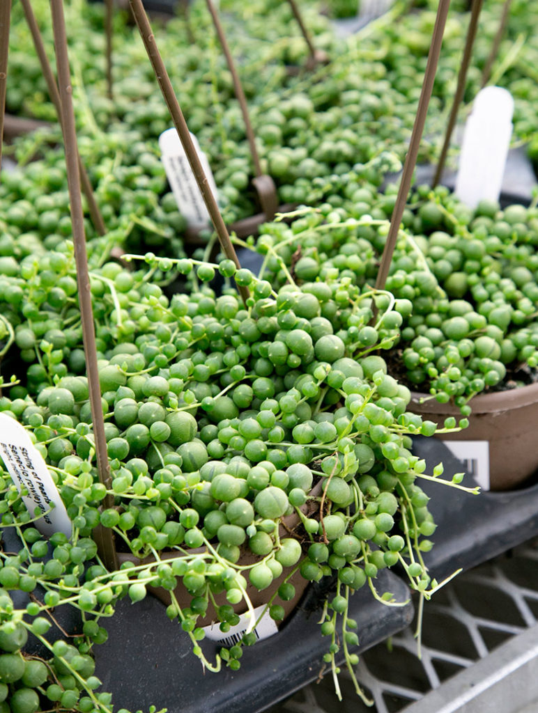 succulent1