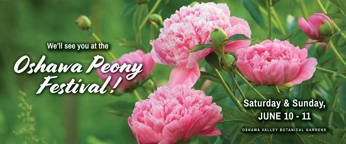 Feature-Peony-Festival-2023-2